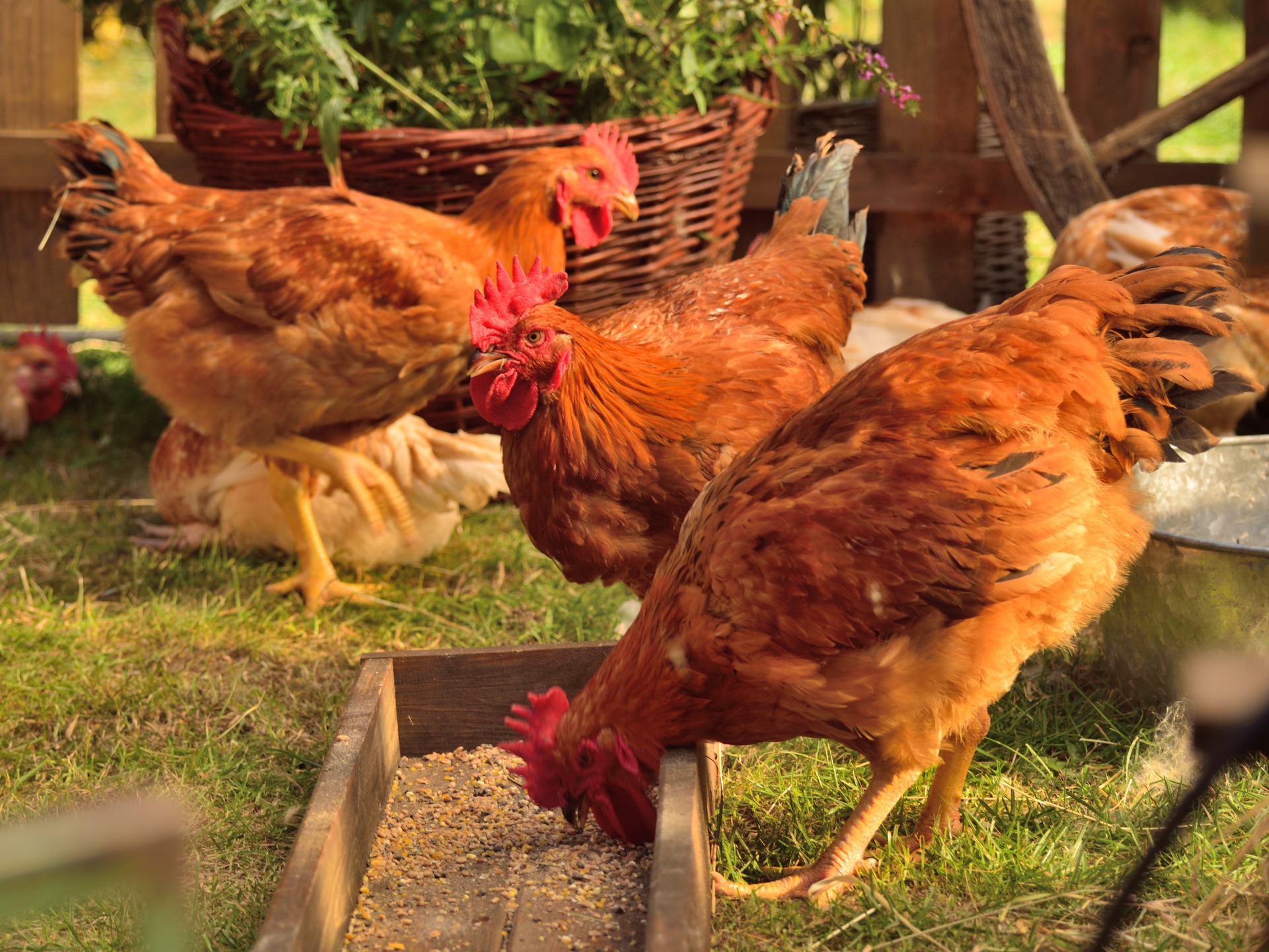 Czy GMO wchodzi w skład <br />
wszystkich pasz dla kurczaków?